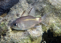 Nectamia savayensis