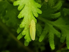 Draeculacephala balli