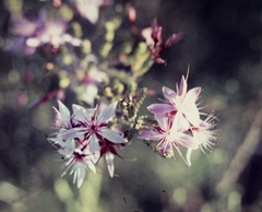 Calytrix microcoma