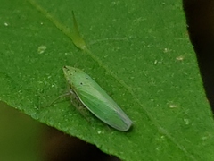 Draeculacephala balli
