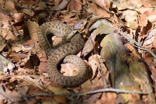 Eastern Garter Snake photographed in Delaware