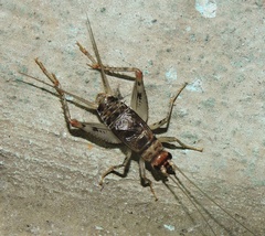 Gryllodes sigillatus