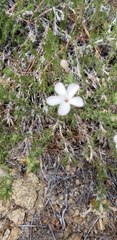 Linanthus pungens