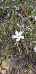Linanthus pungens