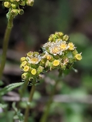 Senecio integerrimus ochroleucus