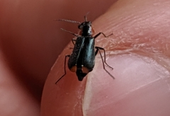 Malachius capillicornis