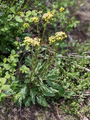 Senecio integerrimus ochroleucus