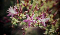 Calytrix microcoma