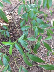 Cryptocarya triplinervis triplinervis