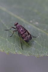 Rhagio punctipennis