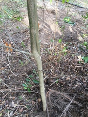 Cryptocarya triplinervis triplinervis