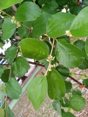 Magnoliopsida
