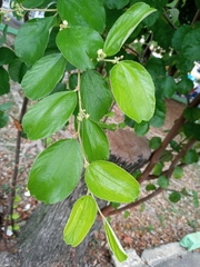 Magnoliopsida