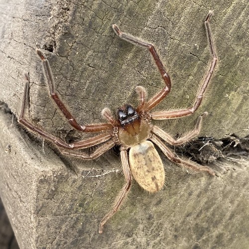 Social Huntsman Spider