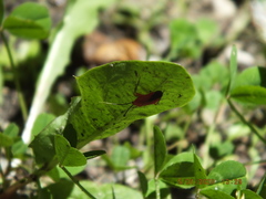 Coccobaphes frontifer