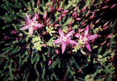 Calytrix microcoma