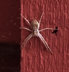 Philodromus dispar