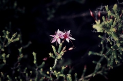 Calytrix microcoma