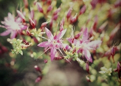 Calytrix microcoma