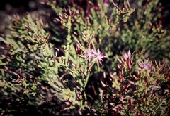 Calytrix microcoma