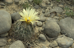 Coryphantha delicata