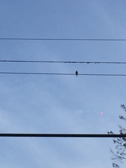 Falco sparverius