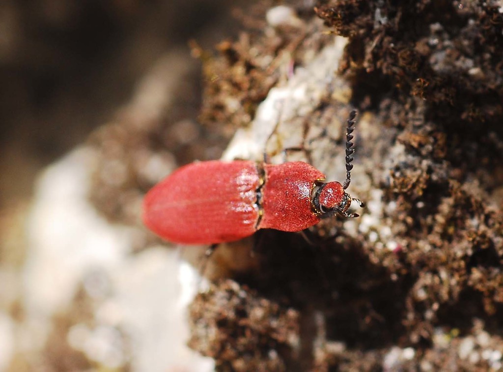Agrypnus argillaceus