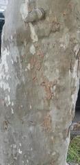 Platanus × hispanica