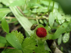Eysarcoris guttigerus