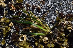 Phyllospadix serrulatus