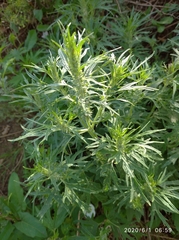 Leonurus glaucescens