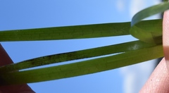 Phyllospadix serrulatus