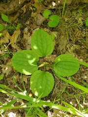 Smilax ecirrhata