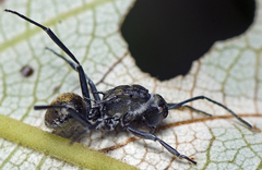 Entomophthoraceae