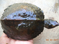 Notochelys platynota