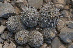 Coryphantha difficilis