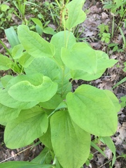 Smilax ecirrhata