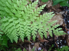Cystopteris reevesiana