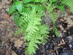 Cystopteris reevesiana