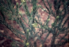 Comesperma pallidum