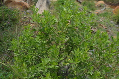 Baccharis heterophylla