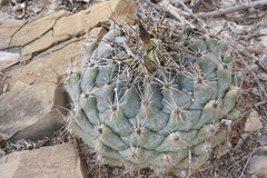 Coryphantha difficilis