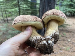 Boletus rex-veris