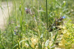 Anchusa arvensis orientalis