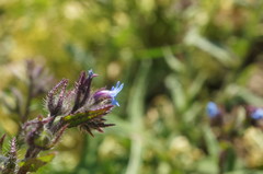 Anchusa arvensis orientalis