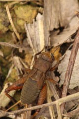 Teleogryllus derelictus