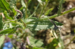 Anchusa arvensis orientalis