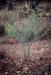Comesperma pallidum