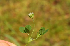 Trifolium microdon