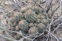 Coryphantha difficilis